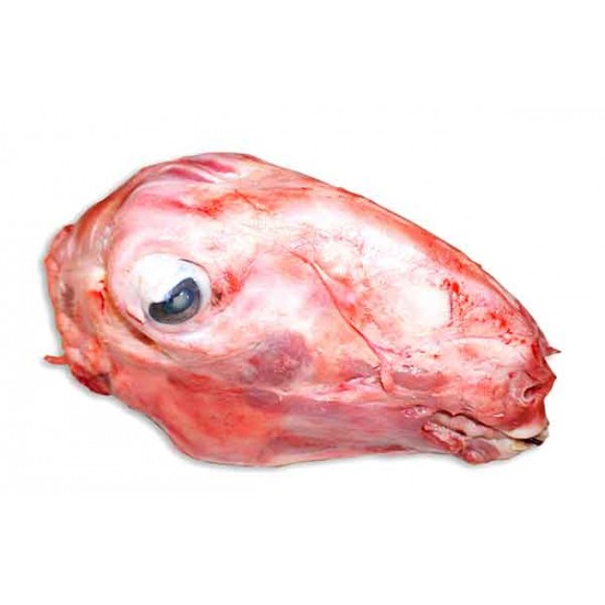 Sheep Head for Bacha