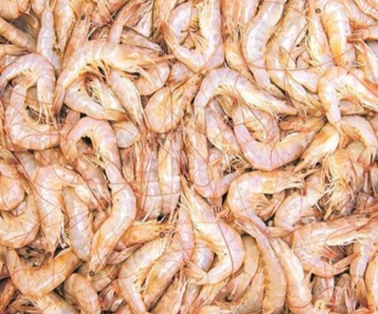shrimps